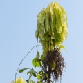 Lepisanthes tetraphylla Radlk.