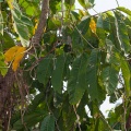 Lepisanthes tetraphylla Radlk.