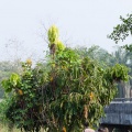 Lepisanthes tetraphylla Radlk.