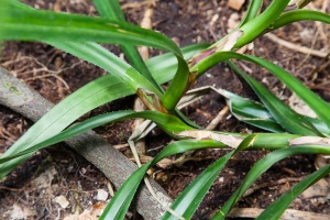 Freycinetia sumatrana Hemsl.