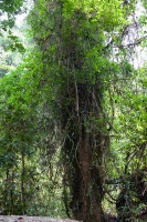 Freycinetia sumatrana Hemsl.