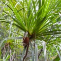 pandanus-capusii-vietnam-5.jpg