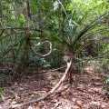 pandanus-horizontalis-vietnam-2.jpg