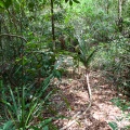 pandanus-horizontalis-vietnam-4.jpg