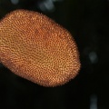 pandanus-capusii-vietnam-9.jpg