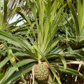 pandanus-odoratissimus-vietnam-2.jpg