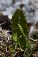 Botrychium lunaria (L.) Swarz