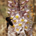 Eremurus olgae Regel