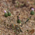 Ancathia igniaria (Spreng.) DC.