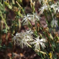 Dianthus crinitus subsp. tetralepis (Nevski) Rech.f.