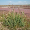 Myricaria bracteata Royle