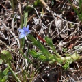 Gentiana prostrata var. karelinii (Griseb.) Kusn.