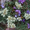 Leontopodium ochroleucum Beauverd