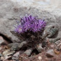 Saussurea glacialis Herder