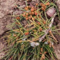 ephedra--sp.-kyrgyzstan-2.jpg