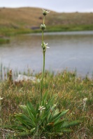Swertia longifolia Boiss.