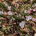 Acantholimon pamiricum Czerniak.