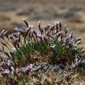 Acantholimon pamiricum Czerniak.