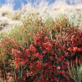 Ephedra, sp. indet.