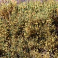 Ephedra, sp. indet.