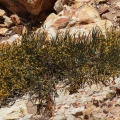 Ephedra, sp. indet.