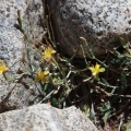 Scariola orientalis (Boiss.) Soják