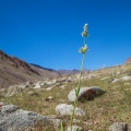 Swertia longifolia Boiss.