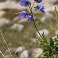 Delphinium brunonianum Royle
