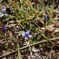 Gentianella azurea (Bunge) Holub