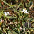Lomatogonium brachyantherum (C.B. Clarke) Fernald
