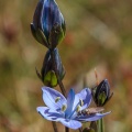Lomatogonium carinthiacum (Wulfen) Rchb.