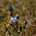 Lomatogonium carinthiacum (Wulfen) Rchb.