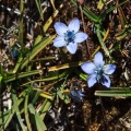 Lomatogonium carinthiacum (Wulfen) Rchb.