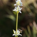 Swertia longifolia Boiss.