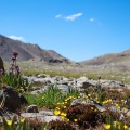 Saxifraga hirculus L.