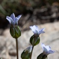 Comastoma falcatum (Turcz.) Toyok.