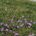 Primula algida Adams