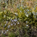 Comastoma falcatum (Turcz.) Toyok., Swertia marginata Schrenk