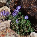 Geranium saxatile Kar. & Kir.