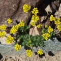 Draba korshinskyi (O.Fedtsch.) Pohle ?