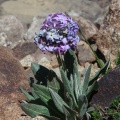 Primula macrophylla D. Don