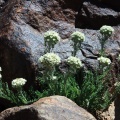 Smelowskia calycina (Stephan) C.A. Mey.