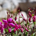 Epilobium latifolium L.