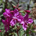 Epilobium latifolium L.
