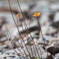 Papaver involucratum Popov