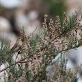Carpodacus grandis (Roselin de Blyth), Myricaria squamosa Desv.