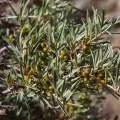 HIppophae rhamnoides L.