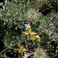 Clematis orientalis L.