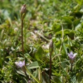 Gentianella pamirica (Grossh.) Holub