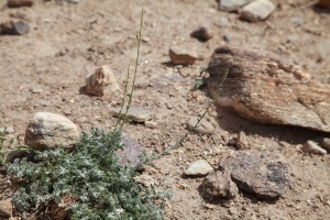 Artemisia frigida Willd. ?